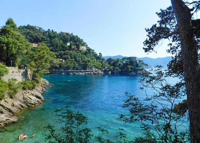 Mimosa San Michele di Pagana